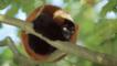 Red ruffed lemur curled around a tree branch
