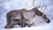 A couple of reindeer in the snow