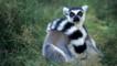 A ring-tailed lemur
