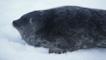 Portrait of a ringed seal