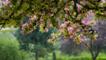 Blossoms of flowering crabapple tree in spring