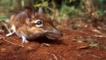 A rufous elephant shrew in Kenya