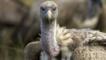 Ruppell's griffon vulture
