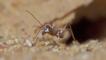 Saharan silver ant on the sand