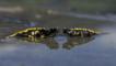 Two European salamanders partially submerged in water