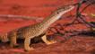 A sand goanna in the desert