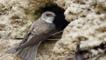Sand martin at nest entrance