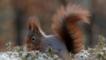 Red squirrel displaying its tail amongst flowers