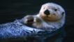 A sea otter floating on its back