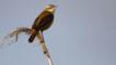 Sedge warbler perched on a reed