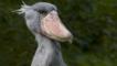 Portrait of a shoebill