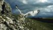 A short-eared owl landing on a rock