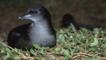 Short-tailed shearwater on nest in southern Australia 