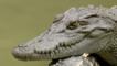 Siamese crocodile resting its head