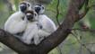 Verreaux's sifakas huddled in the fork of a tree branch