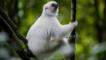 Silky sifaka lemur hanging to a tree branch in Marojejy National Park, Sambava, Madagascar