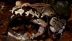 Portrait of a smoky jungle frog
