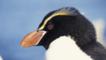 Close-up head portrait of a Snares Island penguin