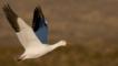 A snow goose in flight