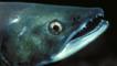 Profile close-up of a sockeye salmon