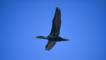 Socotra cormorant with wings fully spread in flight