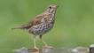 Song thrush at water