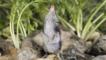 European water shrew on rocks smelling the air