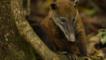 South American coati at the base of a tree