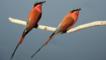 A pair of carmine bee-eater birds on a branch