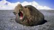 A southern elephant seal makes a threat display