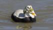 Spectacled eider duck male in breeding plumage on water