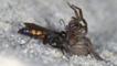Spider wasp attacking a spider