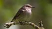 Spotted Flycatcher catching tortoiseshell butterfly in flight