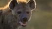 A spotted hyena's face