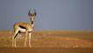 A male springbok standing on sands
