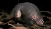 Star-nosed mole crawling through the leaf litter