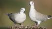 Collared dove pair perched near water