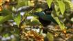A male superb bird of paradise in the rainforest canopy