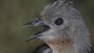 Close-up of the lyrebird with its beak open