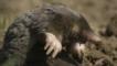 European mole climbing out of hill
