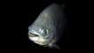 A tambaqui emerging from the darkness