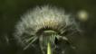 Wind blowing dandelion seeds