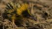 A yellow streaked tenrec in Madagascar