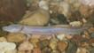 Texas blind salamander walking on pebbles