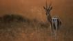 Thomson's gazelle on savanna at sunrise