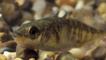 A three-spined stickleback