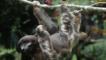 Brown-throated sloth hanging from a branch