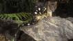 Tiger quoll sitting on a log