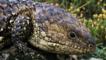 Portrait of a shingleback lizard