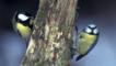 Great tit and blue tit on either side of a branch